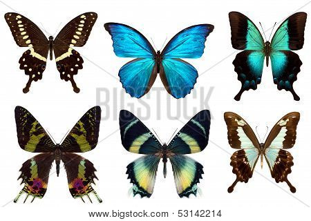 Many different beautiful butterflies