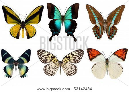 Many different beautiful butterflies