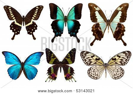 Many different beautiful butterflies