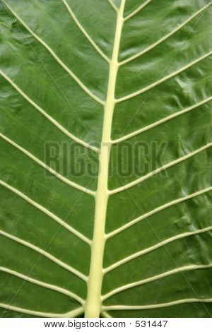 Alocasia Leaf