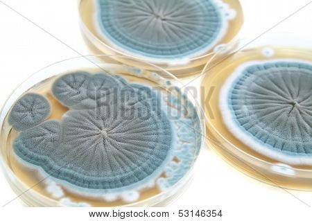 Agar Plates With Penicillium Fungi On White
