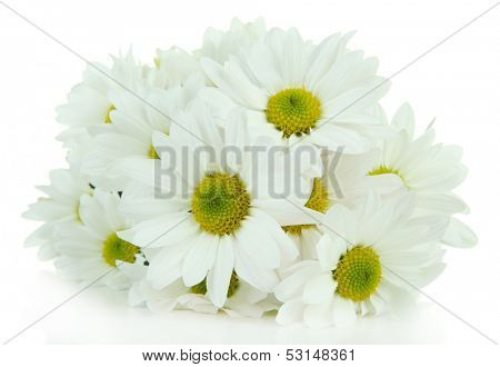 Beautiful white chrysanthemum isolated on white
