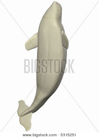 Beluga Weißwal
