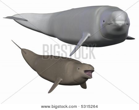 Beluga Weißwal