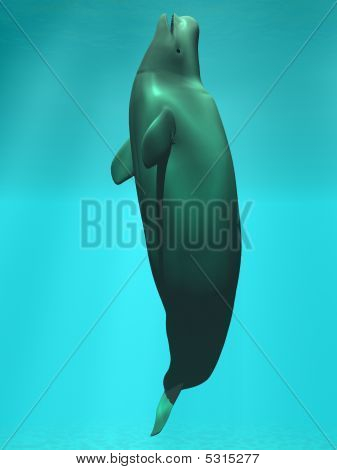 Beluga Weißwal