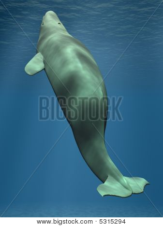 Beluga Weißwal