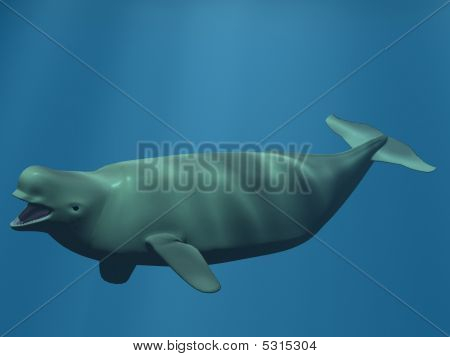 Beluga Weißwal