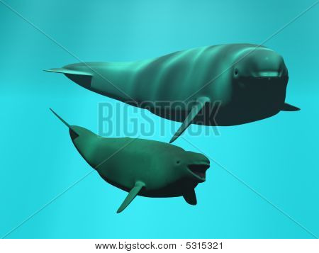 Beluga Weißwal