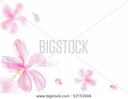 Pink Hibiscus Flower Isolated On White Background