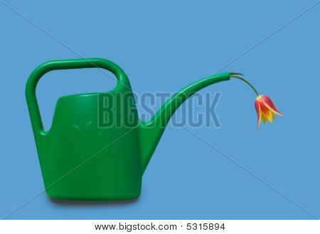 Konev s Tulipán