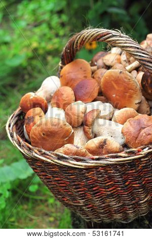 Basket With Ceps