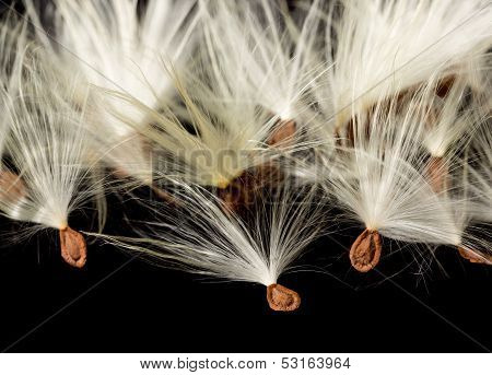 Macro Photo Of Swamp Milkweed Seed Pod