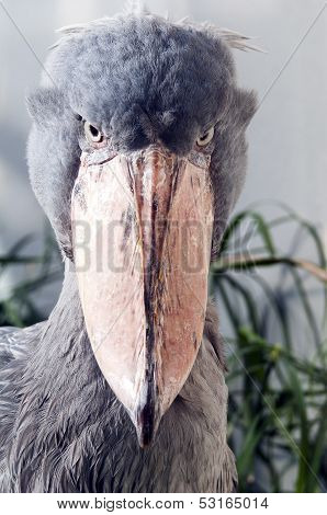 Shoebill