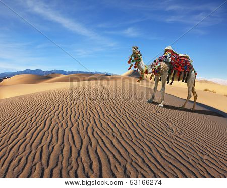 Camel Song. Dromedary yells at the sand dunes. Dromedary decorated with picturesque harness and bright red 