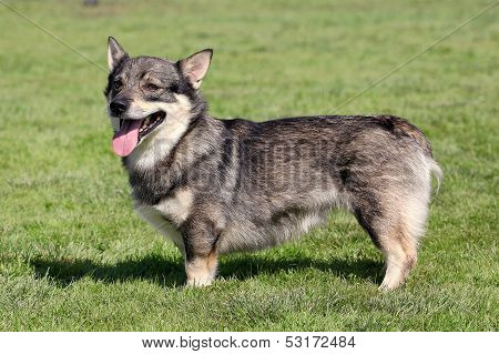 The Typical Swedish Vallhund In The Garden