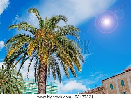 Palm In The City