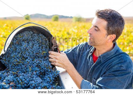 Mediterranean vineyard harvest farmer farming cabernet sauvignon grape field in Spain