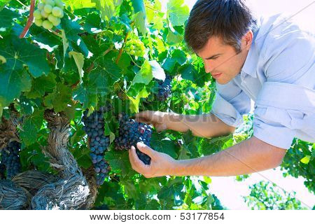 Winemaker oenologist checking bobal wine grapes ready for harvest in Mediterranean