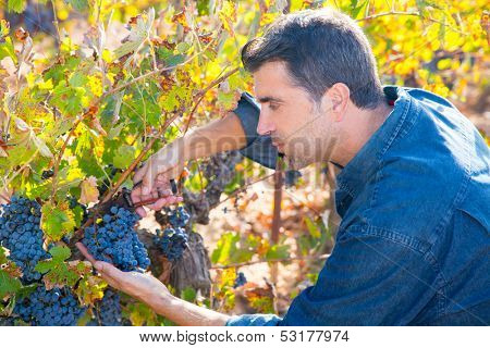Mediterranean vineyard harvest farmer farming cabernet sauvignon grape field in Spain