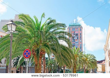 Palm Trees In Sassari