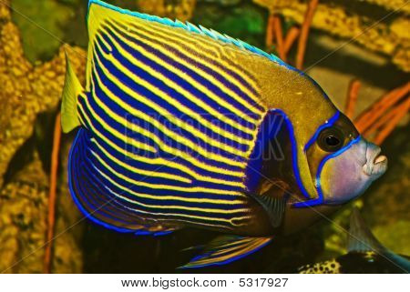 ปลาสิน Anglefish Emporer