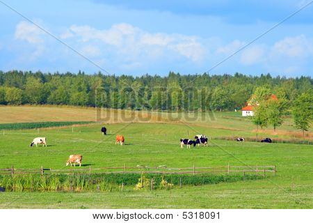 Polish Summer Rural Landscape