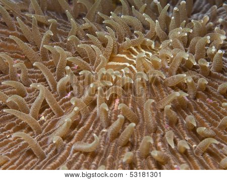 mushroom coral