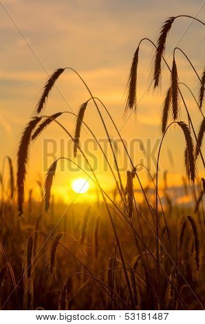 Dawn