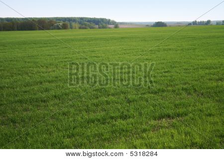 Gras pole
