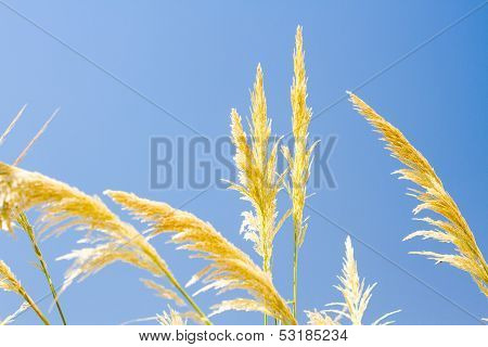 Beautiful photo reed against the blue sky