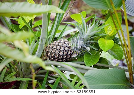 Green Pineapple On Tree