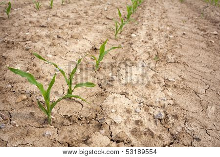 Plants In The Field