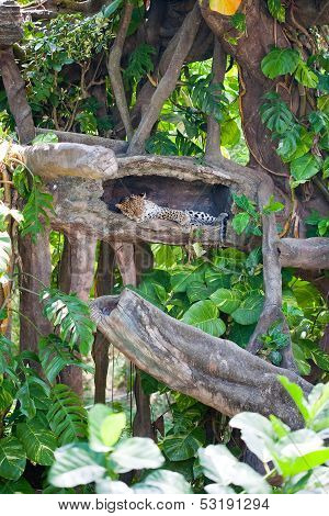 cheetah in the forest