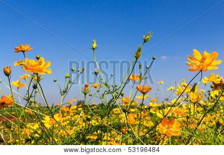 Yellow Cosmos Flowers