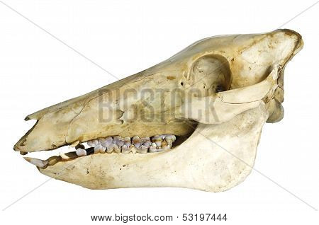 Wildboar's Skull