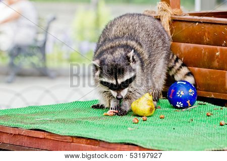 Raccoon in Moscow Zoo