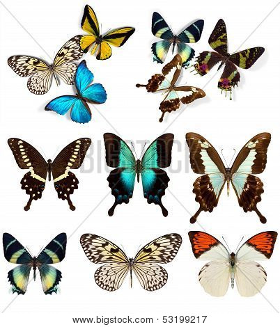 Many different beautiful butterflies
