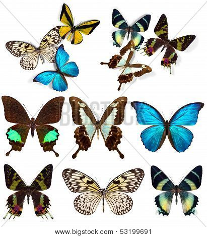 Many different beautiful butterflies
