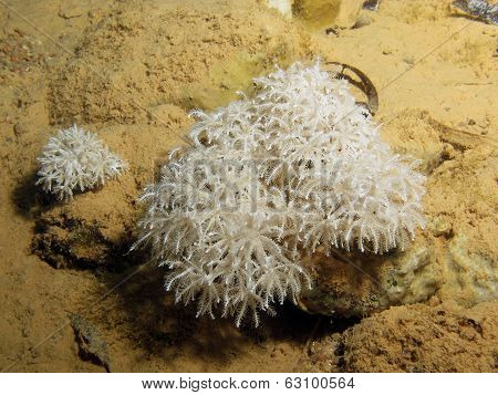 Soft coral