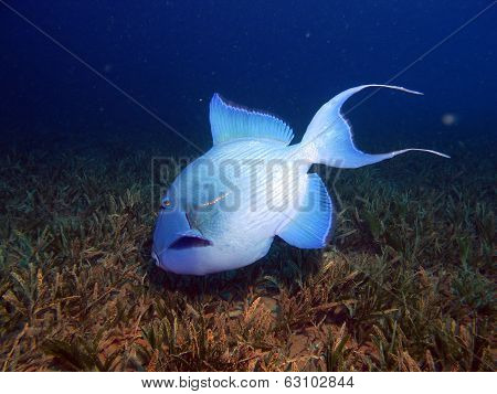 Blue triggerfish