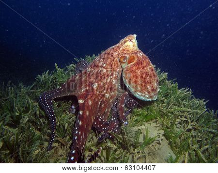 Beautiful octopus