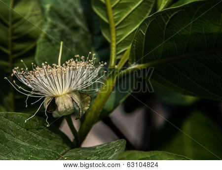 Guava flower