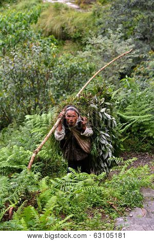 Old Man Carrying Herbs In The Himalayas