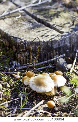 Mushrooms