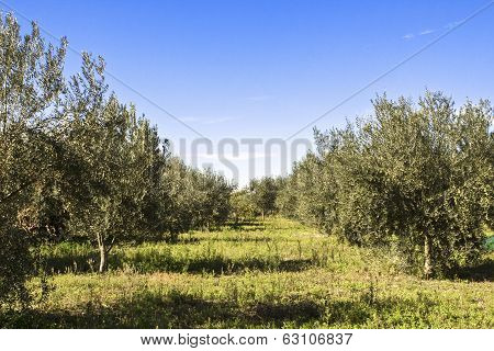 Olive Harvest