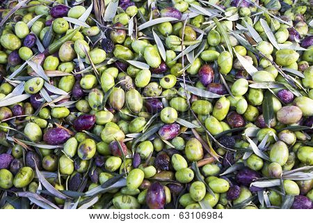 Olive Harvest