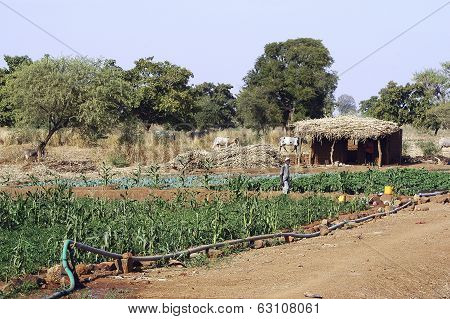 Market Garden Crops In Burkina Faso