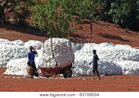 The Cotton Harvest