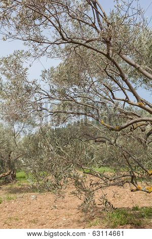 Olive Tree