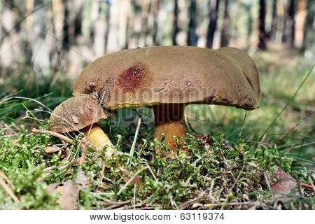 Two Bunnies Bolete Mushrooms
